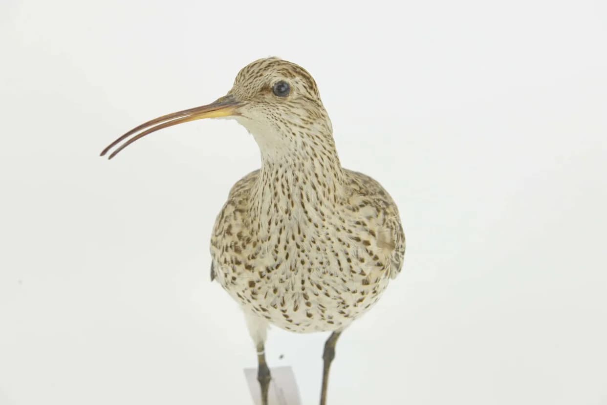 IUCN Confirms Six Animal Extinctions in 2025 — A Stark Warning on Global Biodiversity Loss