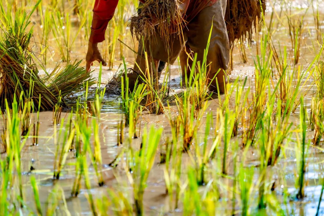 Nepal Faces Crop Crisis After 'Unprecedented' Monsoon Failure; Rice Imports Jump 46%