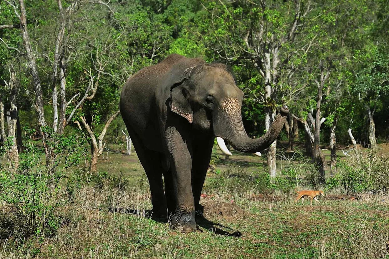 Rampaging Elephant Kills At Least 17 People in Jharkhand, Including Family of Four; Authorities Race To Tranquilize and Relocate