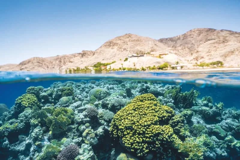 Sleep’s Ancient Purpose: Jellyfish and Sea Anemones Use Sleep to Repair Neuronal DNA