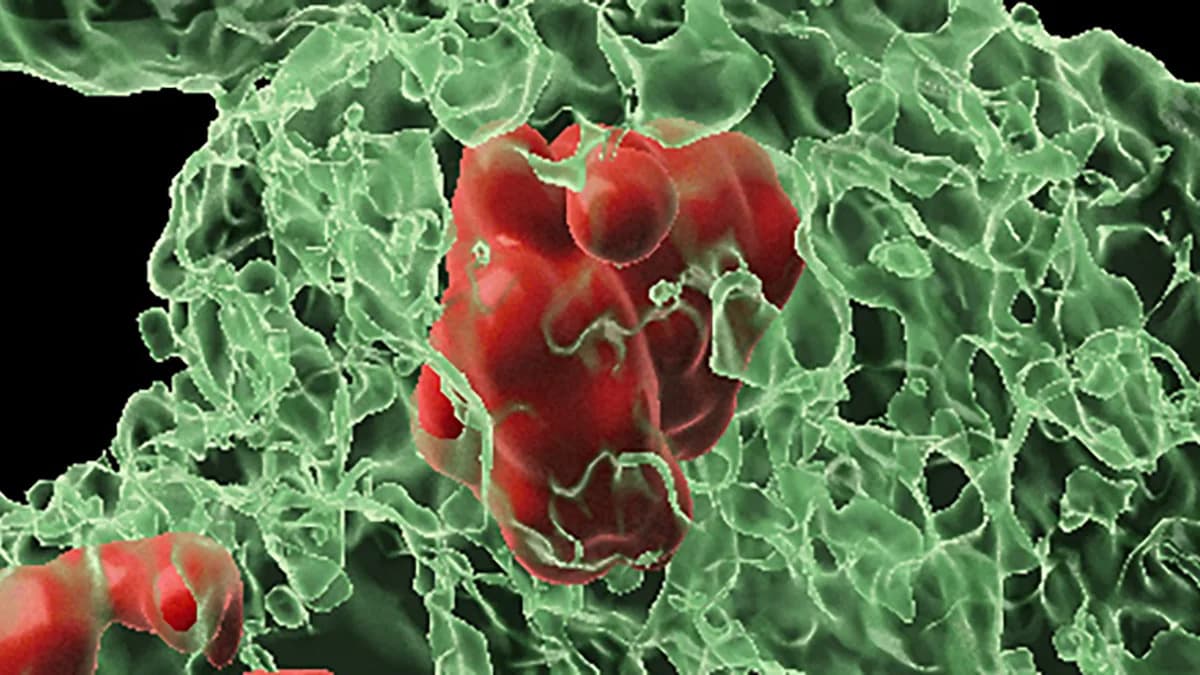 How Tissues 'Resurrect' Cells After Damage — Fly Study Solves 50‑Year Mystery