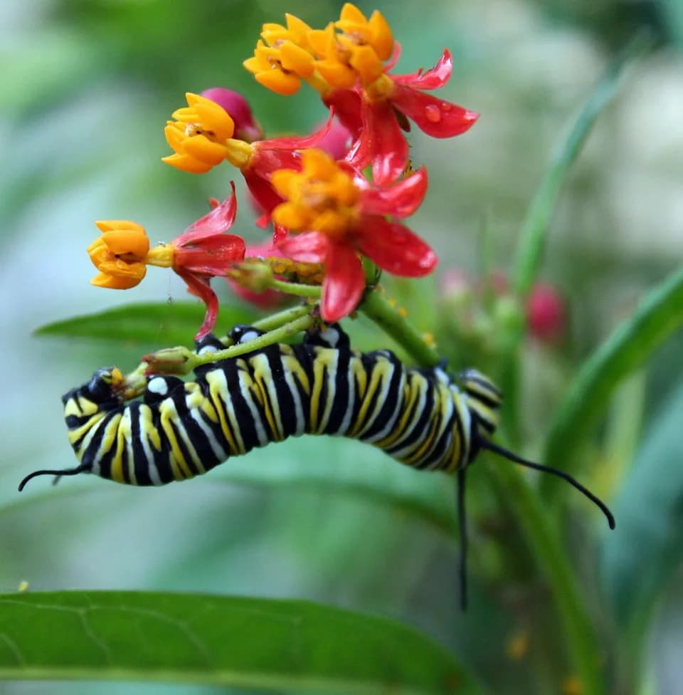Heat Waves Strip Milkweed’s 'Medicine,' Leaving Monarchs 22% Less Tolerant to Parasites