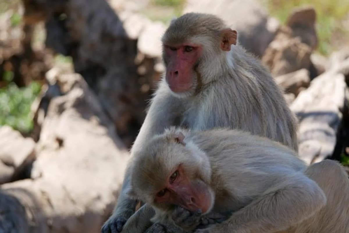 New Study Shows Same‑Sex Intimacy Is Widespread Across Primate Species
