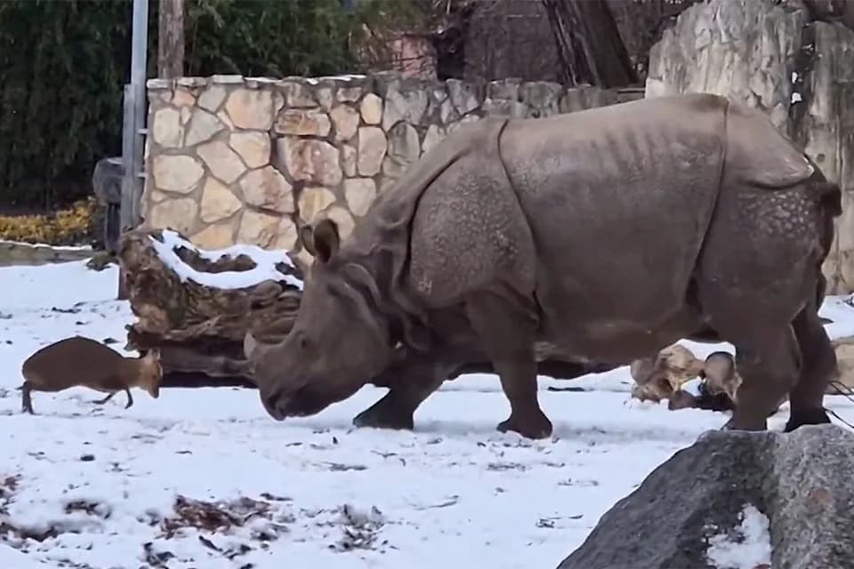 Tiny Deer Charges 1.7‑Ton Rhino in Viral Zoo Clip — A Playful Sparring Match Goes Global