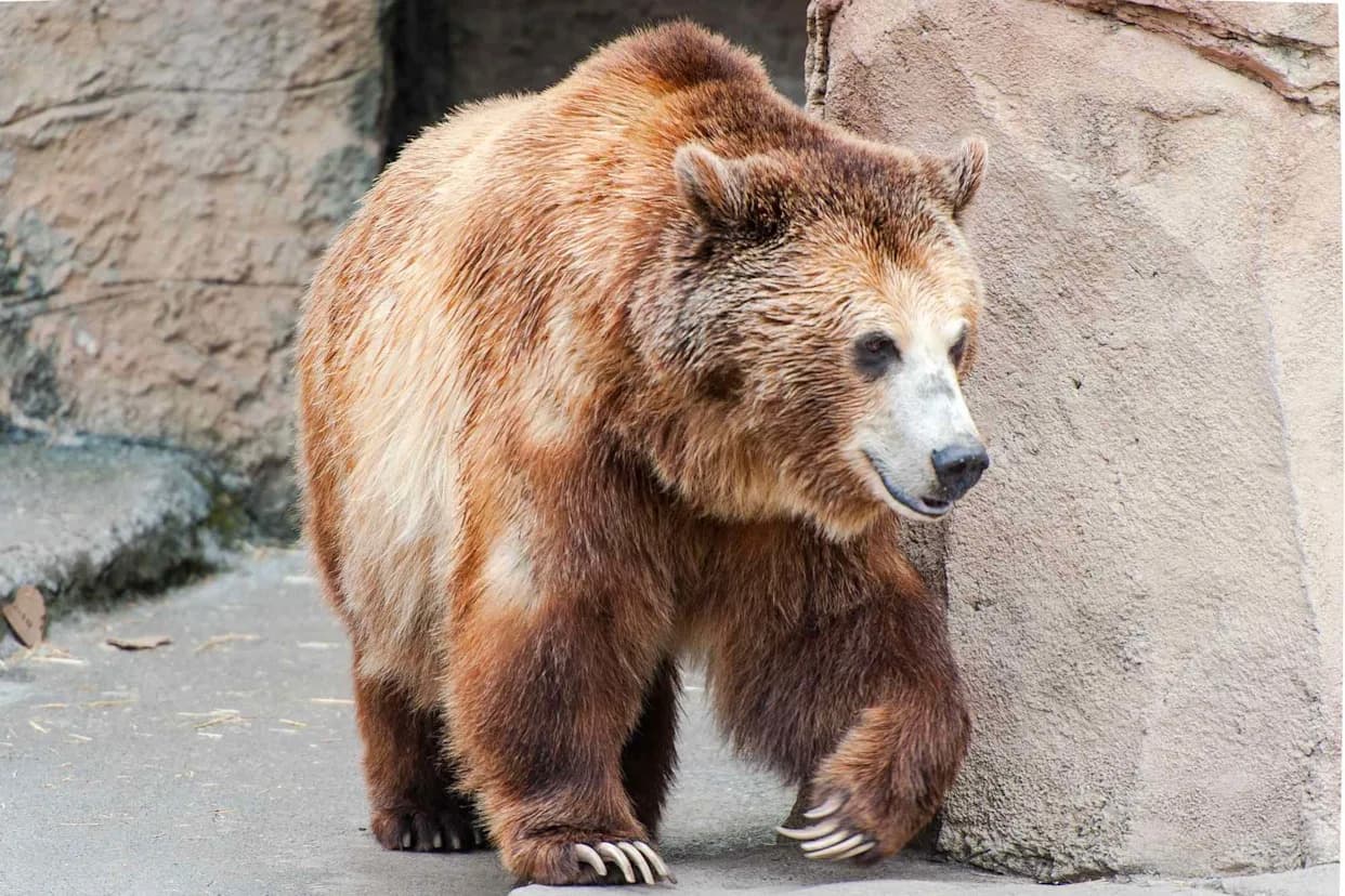 Huge Bear Filmed Living in Crawl Space Beneath Altadena Home; Neighbors Take Precautions
