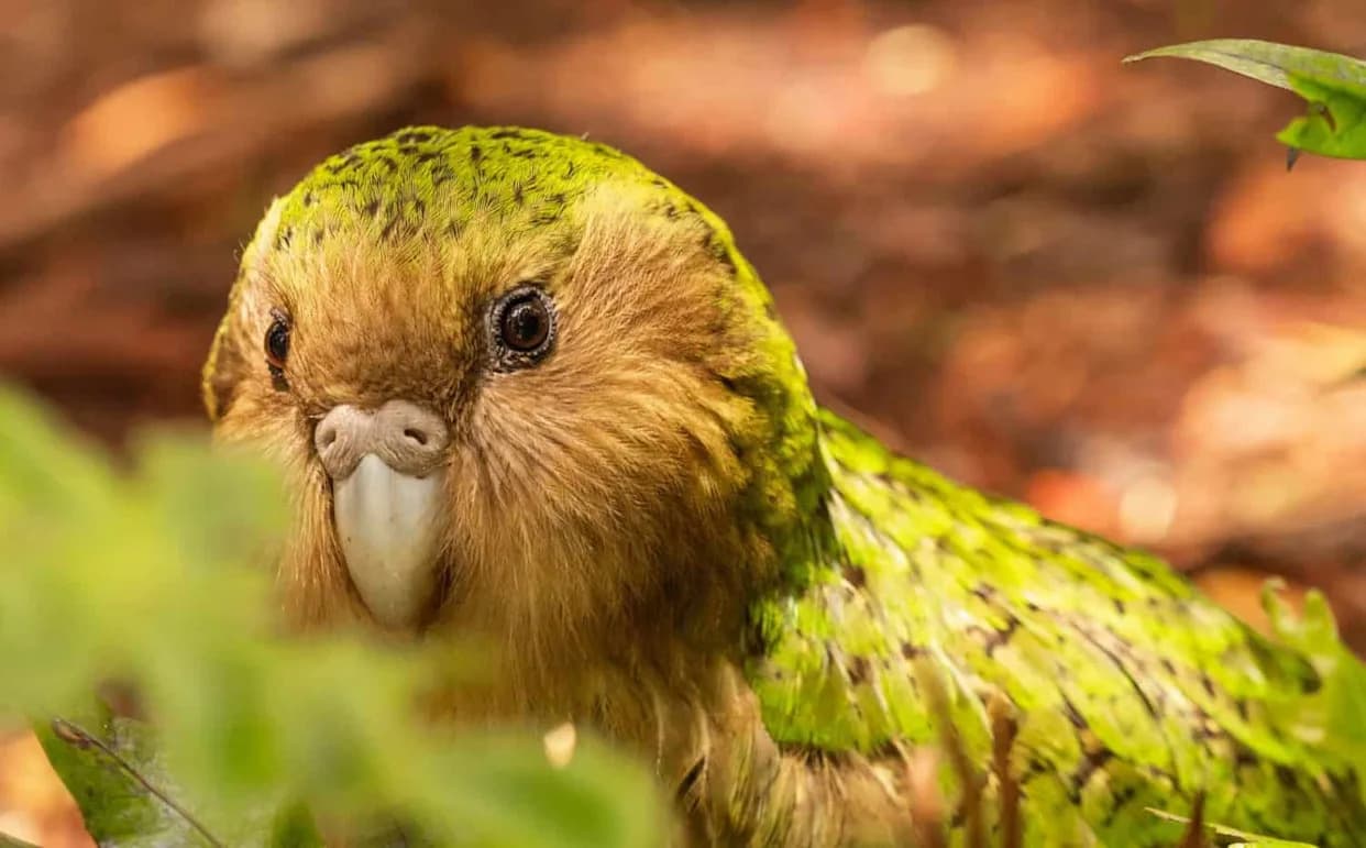 Why Every Living Kākāpō Has a Name — What That Reveals About Its Future