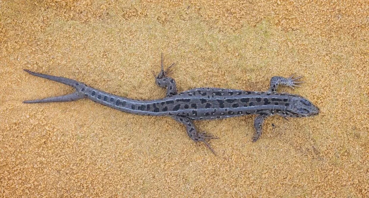 Why Some Lizards Regrow Two Tails — What Forked Tails Reveal About Regeneration