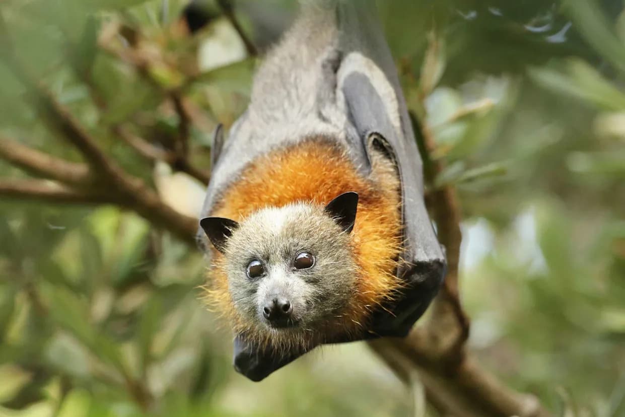 Heat Wave Triggers Record Mass Mortality of Flying Foxes Across Australia