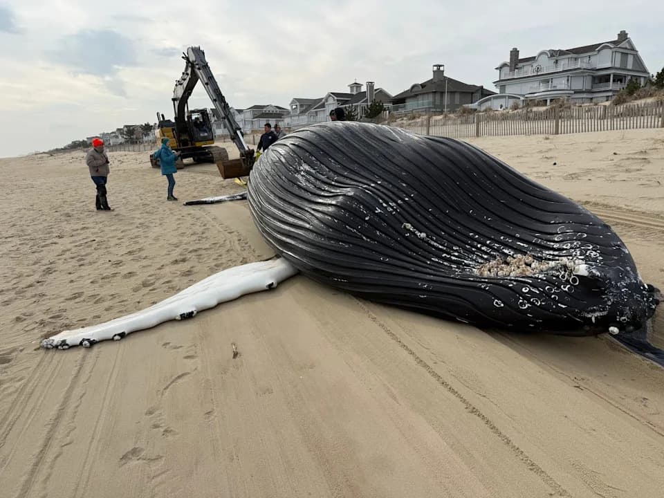 Beloved Cape Cod Humpback 'Oil Change' Found Dead; Necropsy Points to Likely Ship Strike