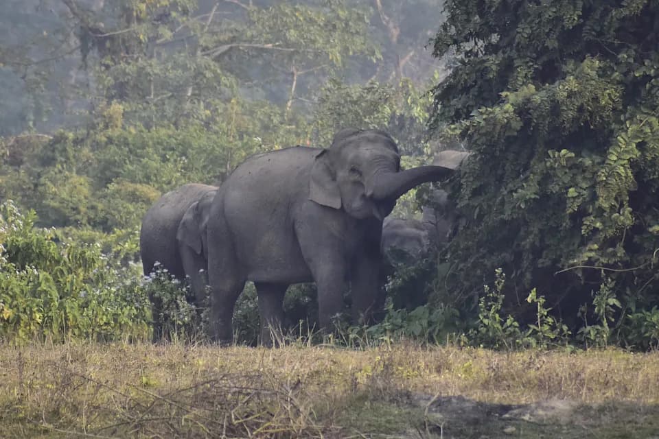 Rampaging Bull Elephant Kills 20 in Jharkhand; Villages Flee as Search and Drone Teams Scour Forests