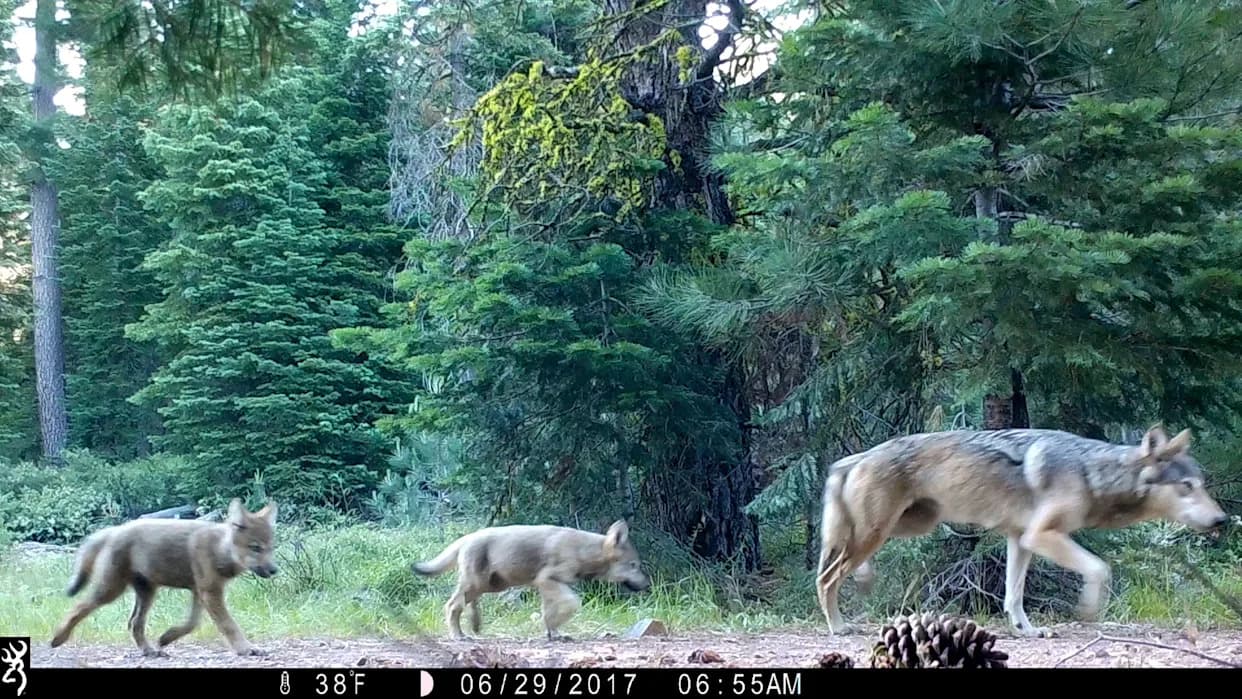 California Scales Back Active Search for Two Juvenile Wolves After Devastating Sierra Valley Livestock Attacks