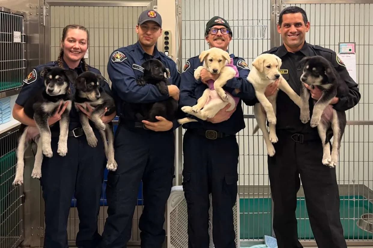 Six 10-Week-Old Puppies Resuscitated After Suspected Fentanyl Exposure Will Be Offered New Homes