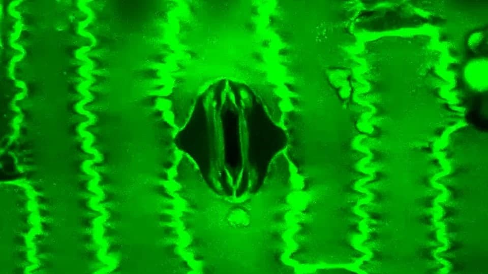 Watch: New 'Stomata In‑Sight' System Films Plant 'Breathing' in Real Time