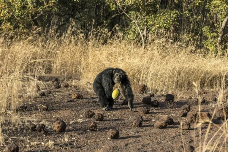 From Dangerous Gold Mines to Chimp Research: How the Fongoli Project Transformed Lives in Remote Senegal