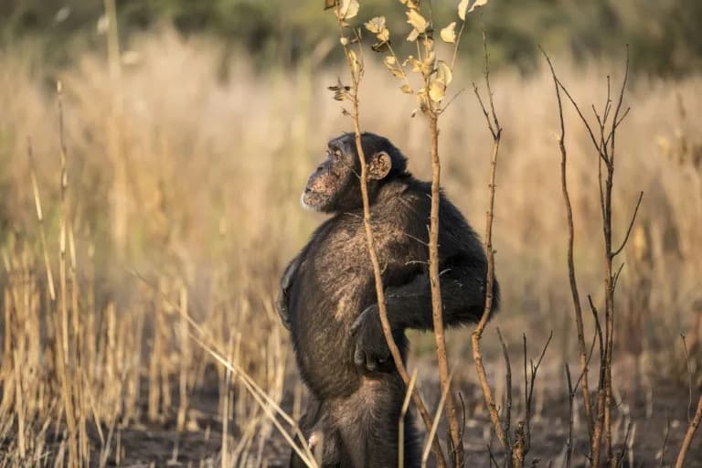 Savannah Chimps in Senegal Use Spears and Pools — 25 Years of Breakthrough Research on Humanity’s Past
