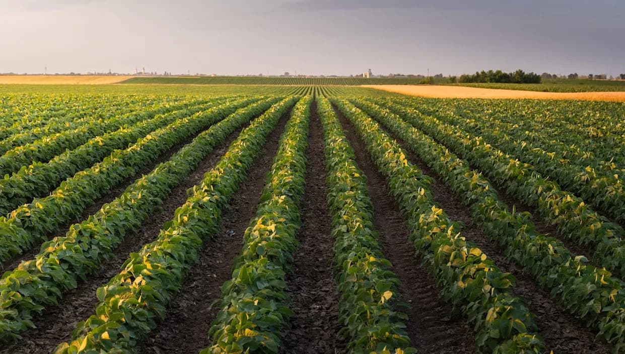 Rising Heat Is Cutting India's Crop Yields — New Study Urges Urgent Action