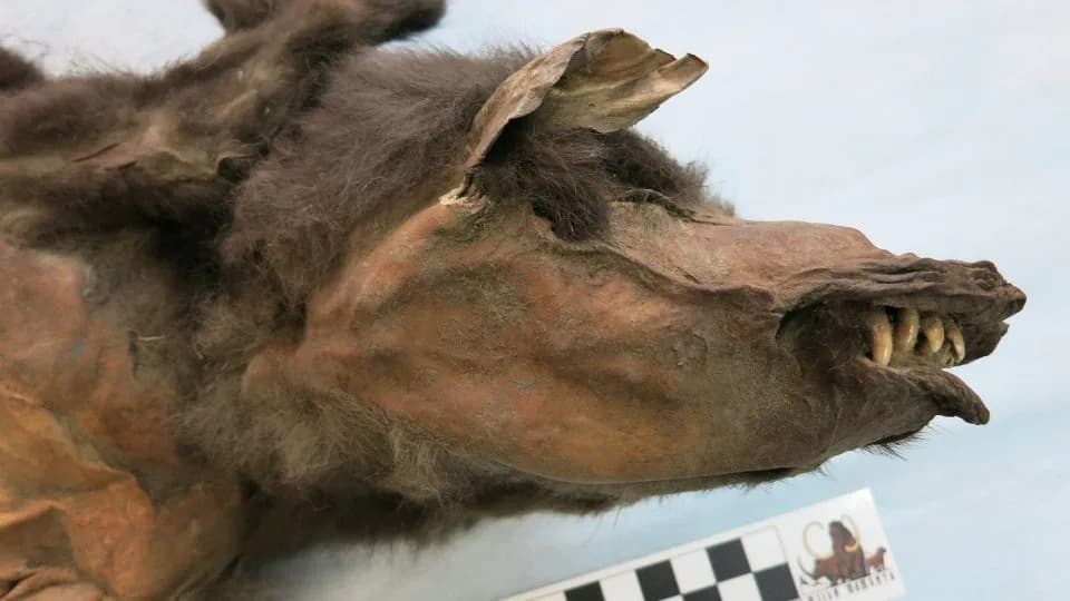 Wolf Pup’s Frozen Stomach Yields Full Genome of Ice-Age Woolly Rhinoceros