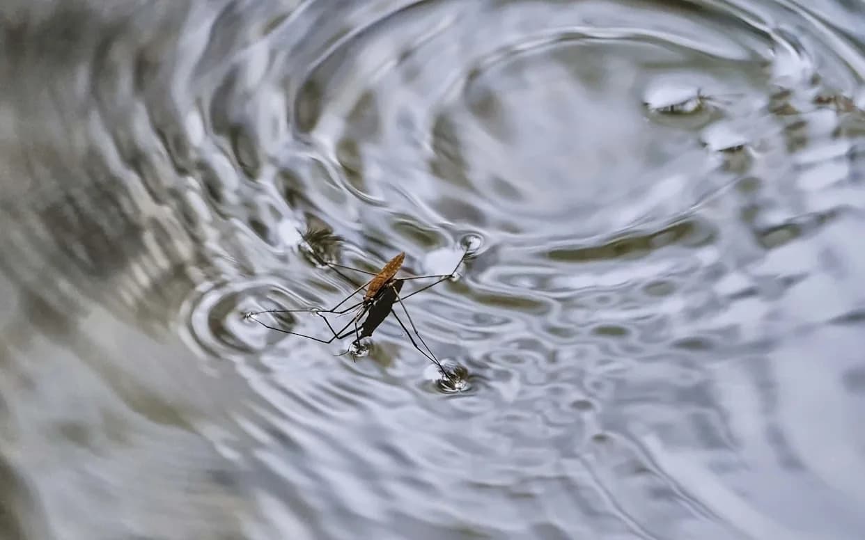 How Tiny Bugs Row, Skate and Sprint Across Water: Leaky Paddles and Surface-Tension Tricks