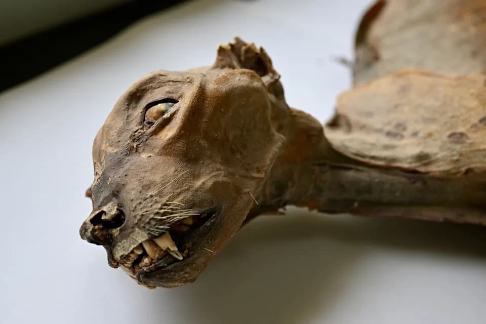 Mummified Cheetahs Found in Saudi Caves Reveal Lost Arabian Populations