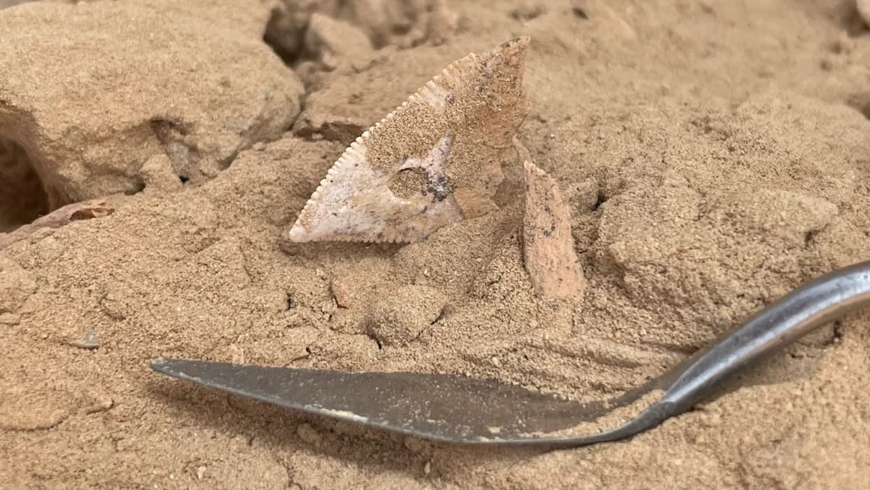 7,000-Year-Old Omani Cemetery Reveals Neolithic Shark and Stingray Hunters