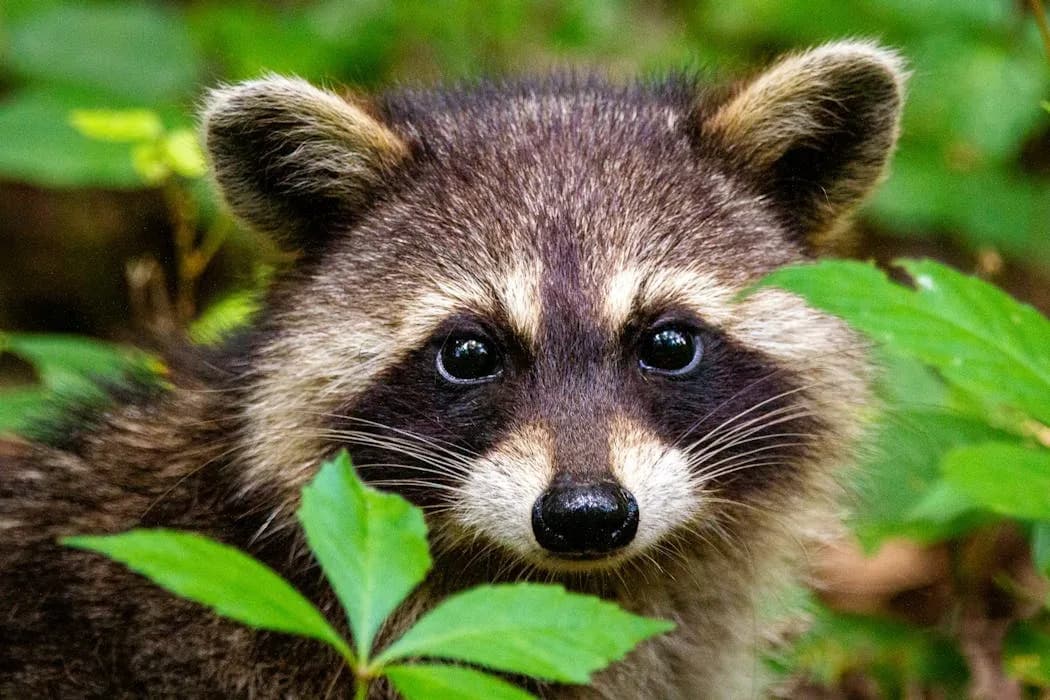 Raccoons’ Clever Brains: What Their Urban Escapades Reveal About Human Intelligence