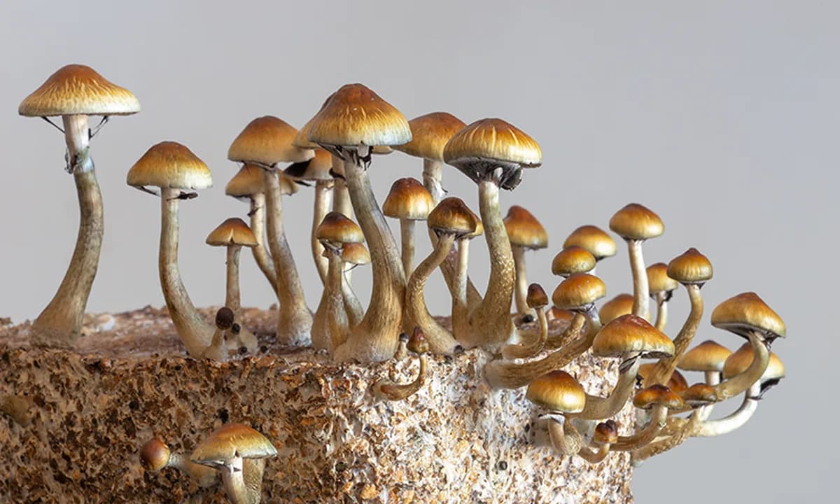 Separating Psilocybin’s Antidepressant Power From Hallucinations: 5‑HT1B Emerges As A Promising Target