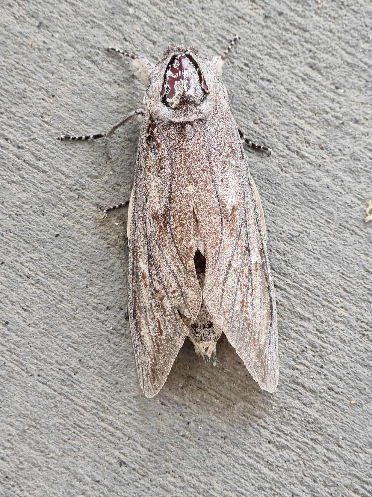 How Tiny Bogong Moths Use the Milky Way and Earth's Magnetic Field to Navigate 600-Mile Migrations
