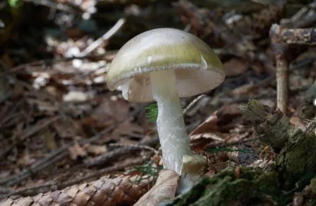 Unprecedented California Outbreak: Death Cap Mushrooms Linked to Hospitalizations, Three Deaths and Liver Transplants