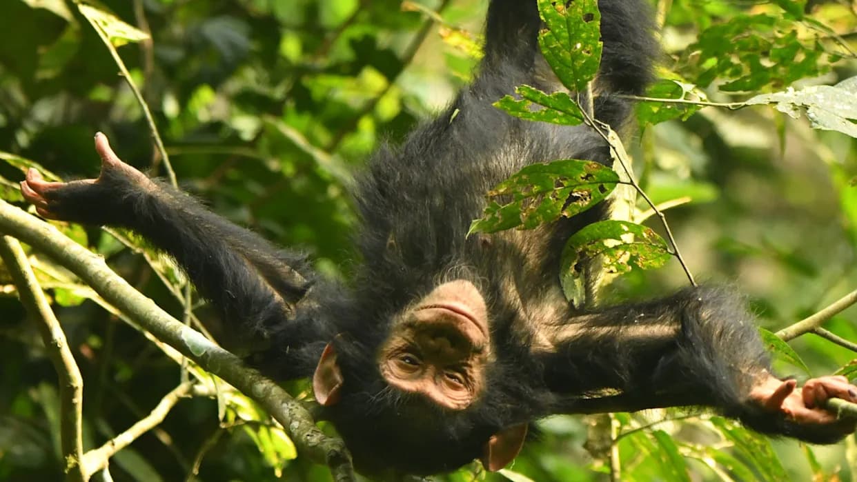 Study: Infant Chimps Take the Most Risks — 'Free Flight' Peaks in Early Life