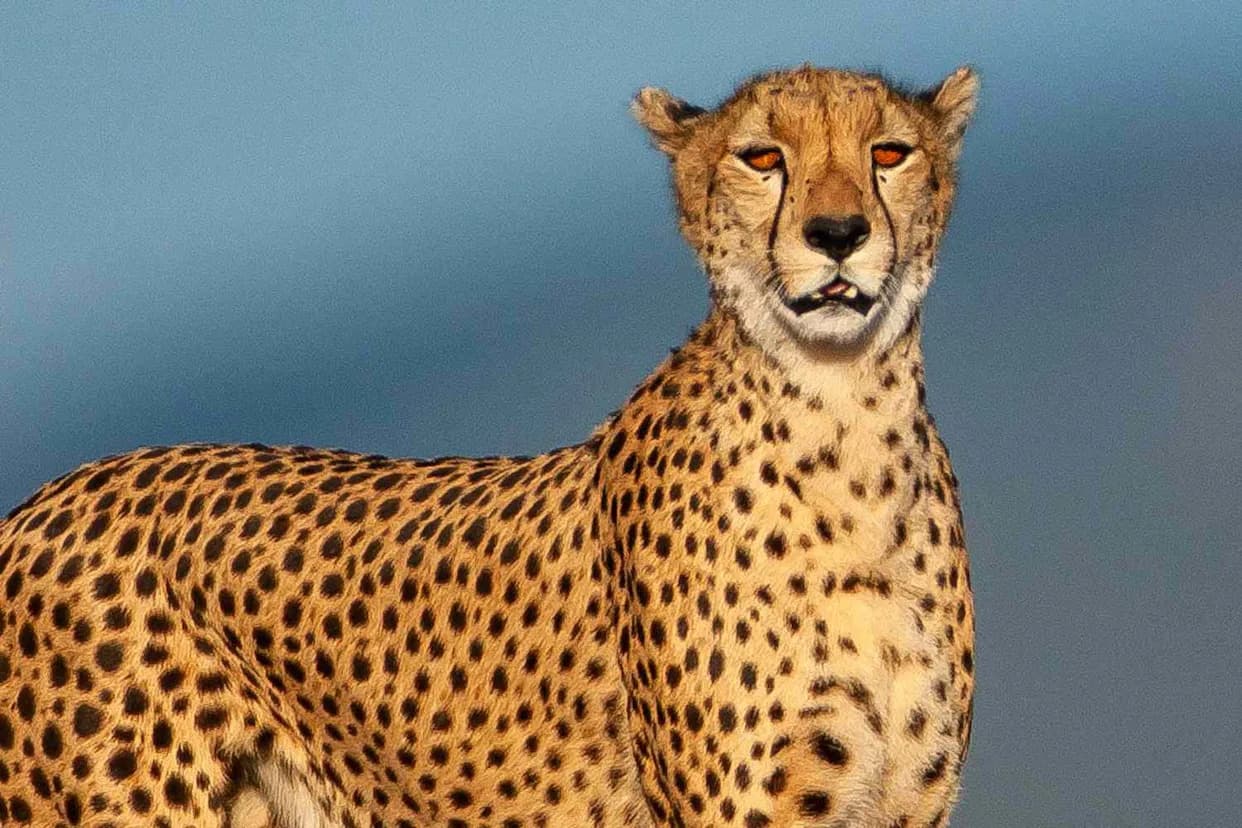 Ancient Find: 7 Mummified Cheetahs Unearthed in Saudi Caves Offer Clues for Conservation