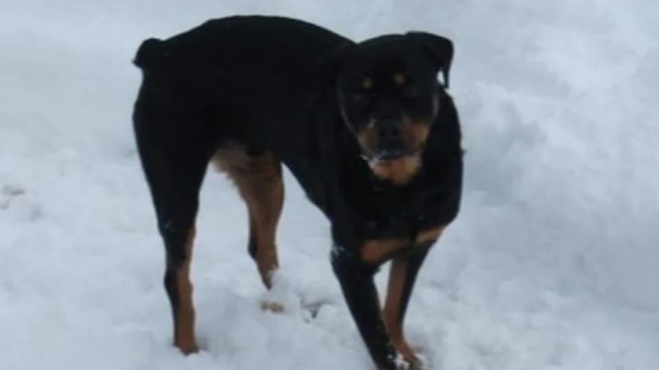 Unexamined Security Footage and a Missing Family Dog: How a 2013 Shooting Led to a 2024 Conviction