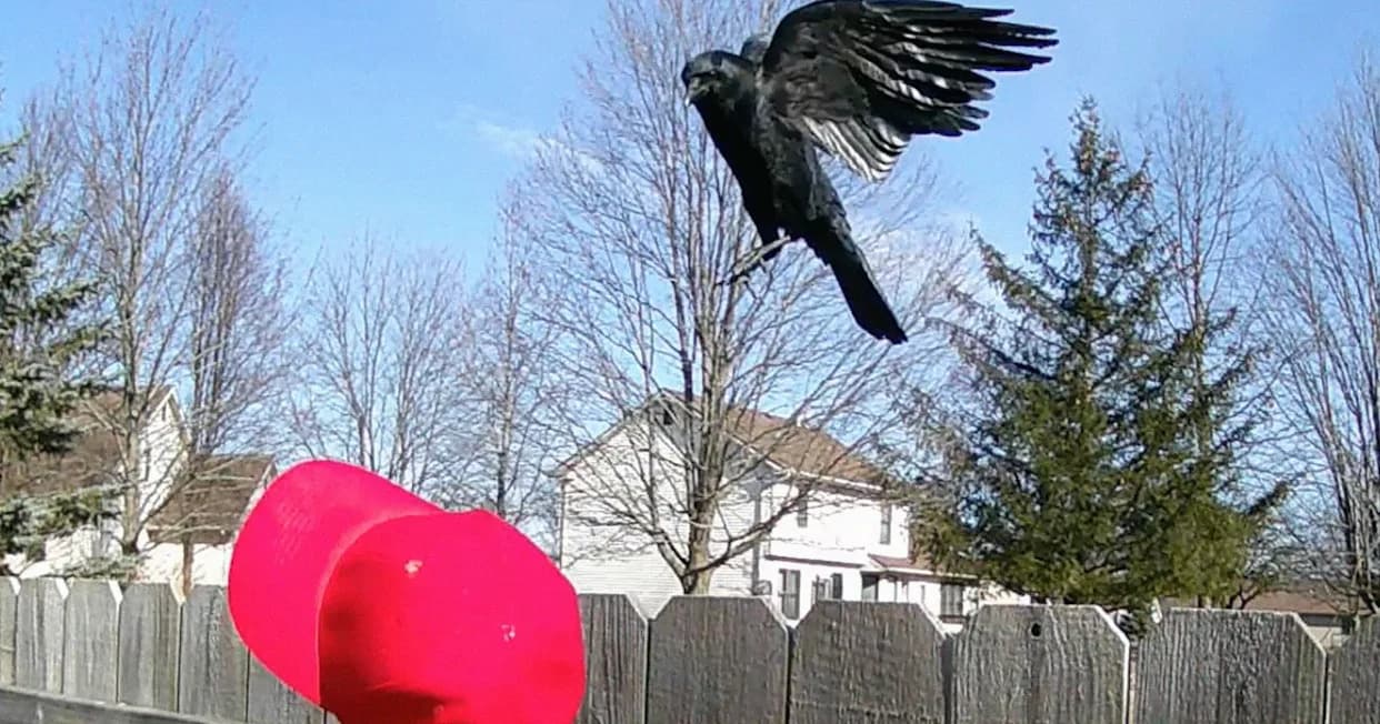 Man Trains Crows To Remove MAGA Hats, Shares Videos of Birds Plucking Caps