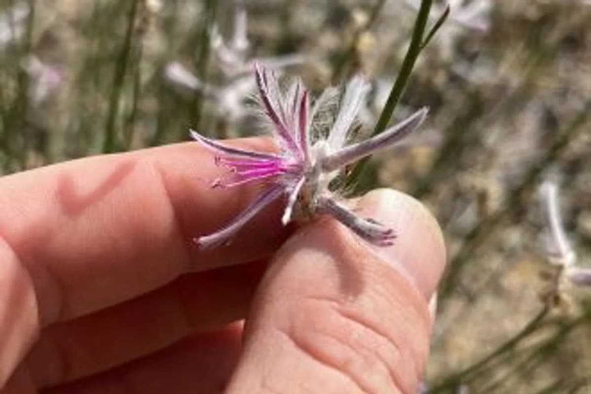 Presumed-Extinct Shrub Ptilotus senarius Rediscovered In Northern Queensland After 58 Years