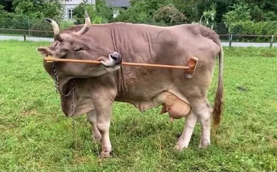 Think 'Bovine' Means Dull? Veronika the Cow Is the First Documented Case of Tool Use in Cattle