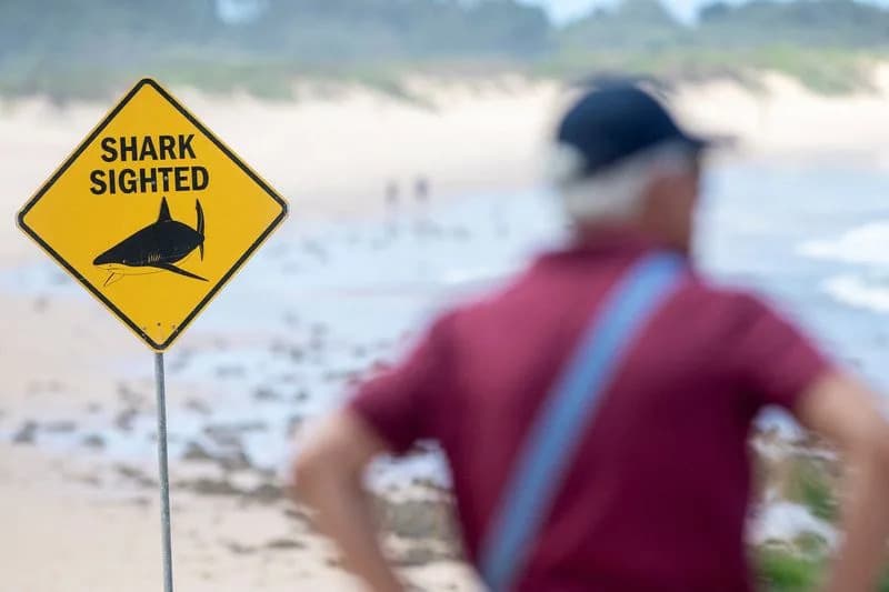 Northern Sydney Beaches Closed After Third Shark Attack in Two Days — Surfer Critically Injured