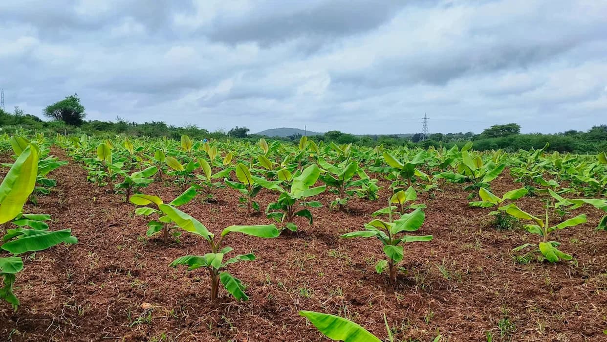 Cyclone Ditwah Ravages Tamil Nadu Banana Farms; Farmers Say 'Losses Are Massive'