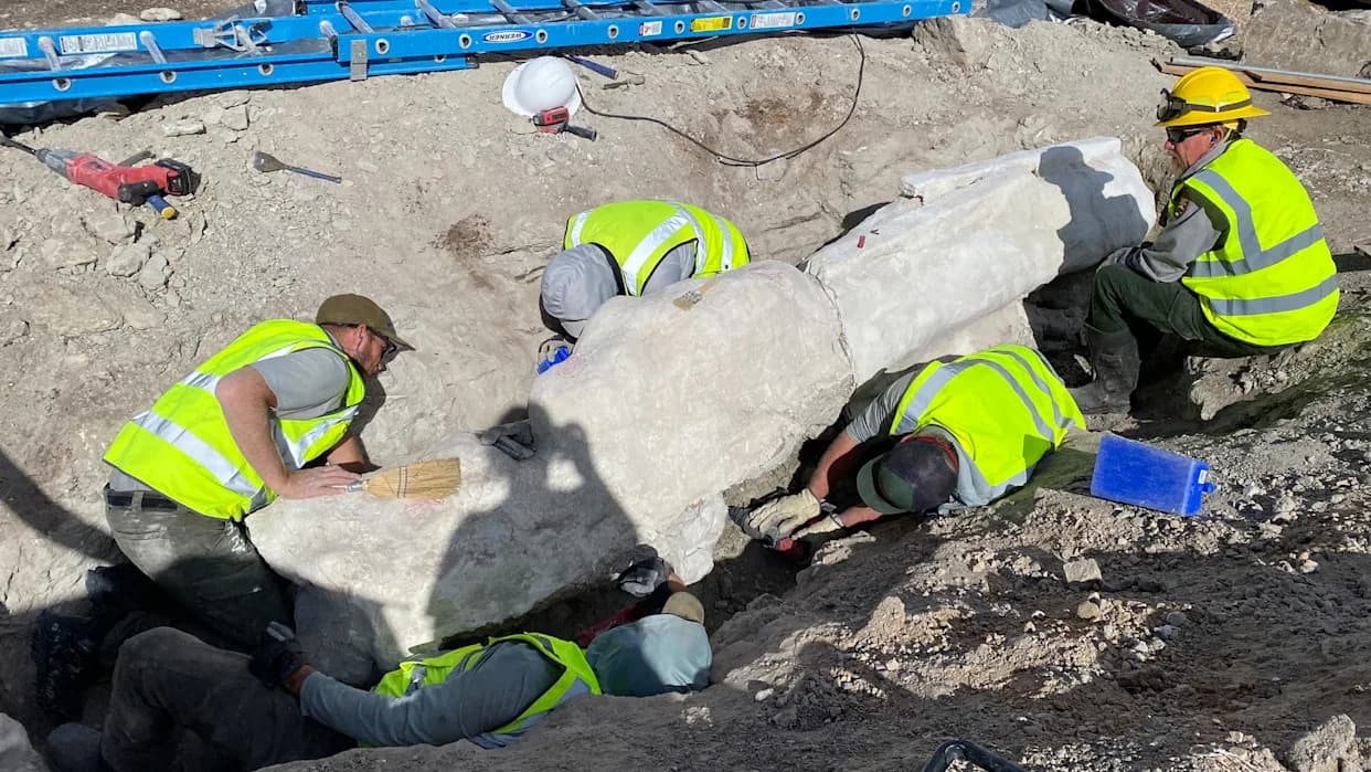 Diplodocus Bones Unearthed Beneath Parking Lot Near Dinosaur National Monument