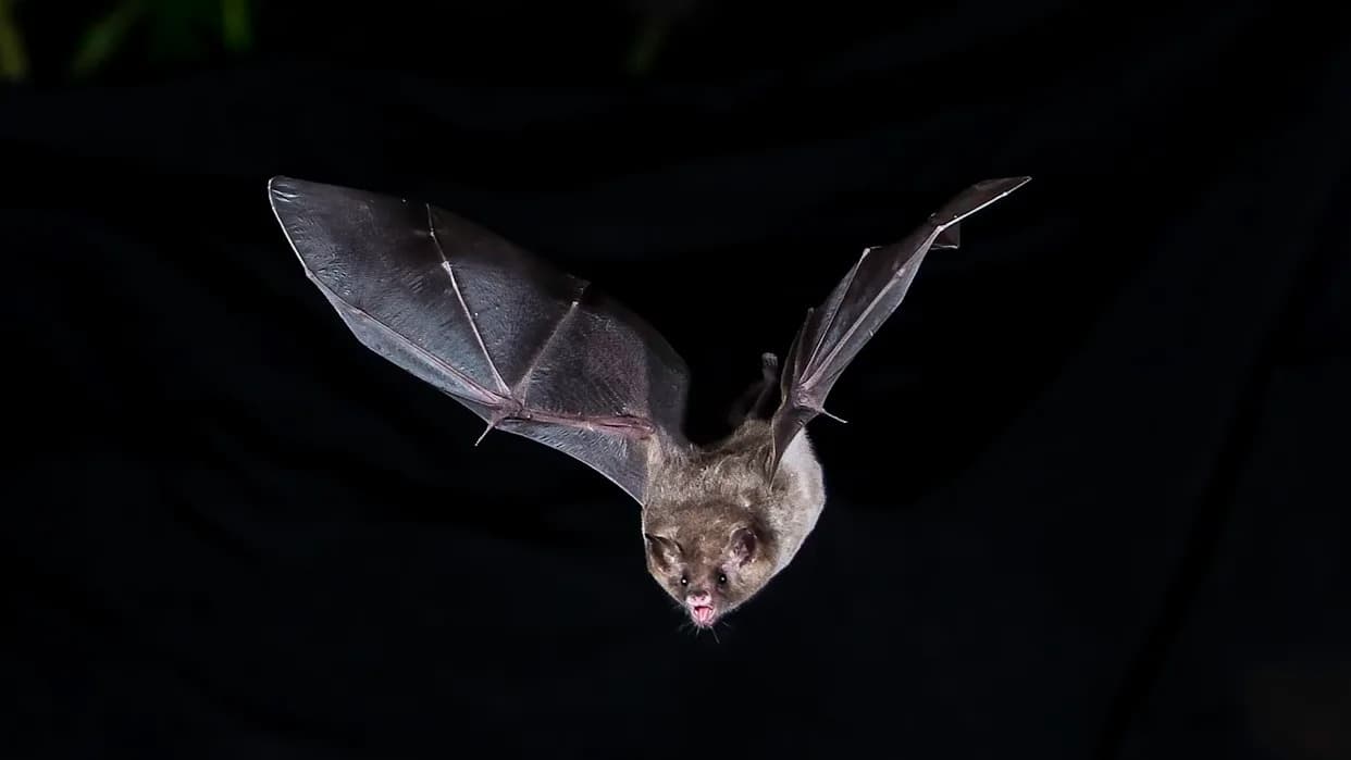 Robot Bat Reveals How Bats Hunt in Total Darkness
