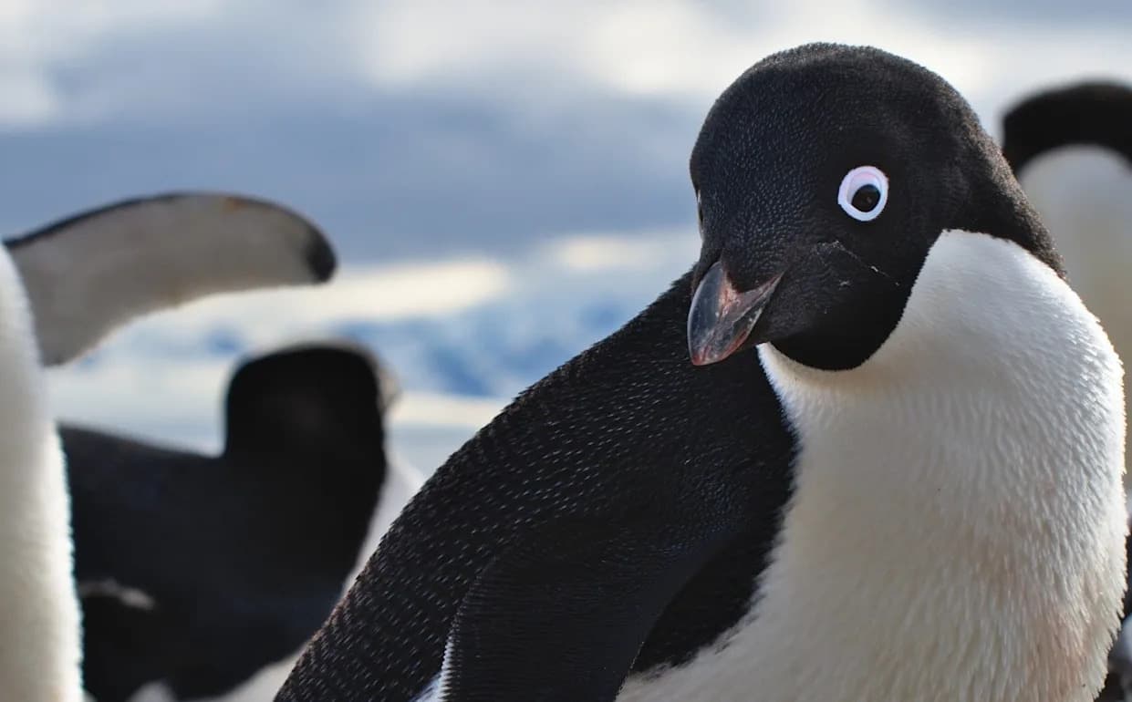 Antarctic Penguins Are Breeding Weeks Earlier — Climate Change Could Push Species Into Competition