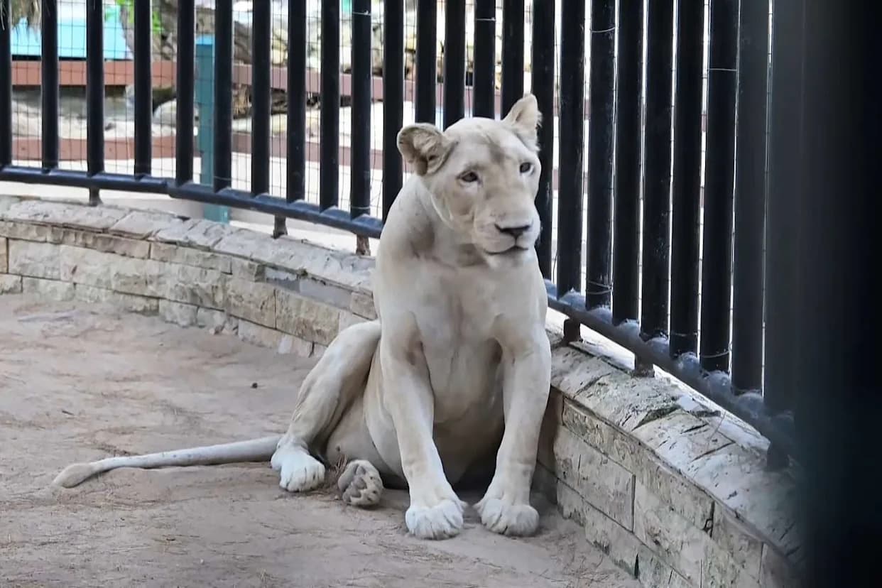Historic Rescue: Three African Lions Relocated From Honduras to Arkansas Sanctuary