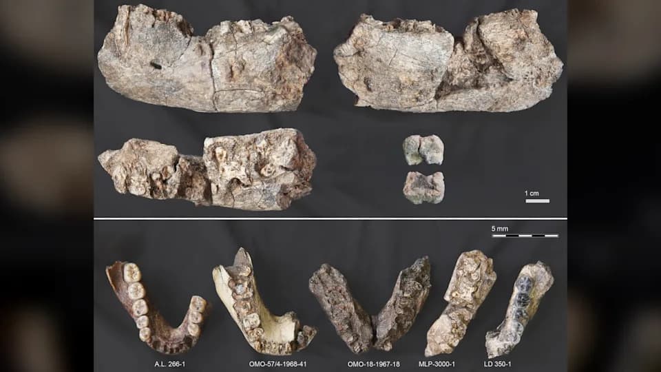 2.6-Million-Year-Old 'Nutcracker Man' Jaw Found Farther North Than Expected — A Paranthropus Surprise in Ethiopia