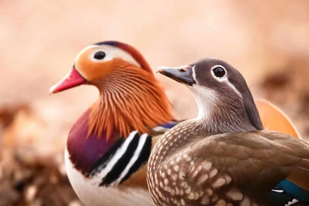 Reverse Spirals and Dead‑End Pockets: How Female Ducks Influence Which Males Father Their Young