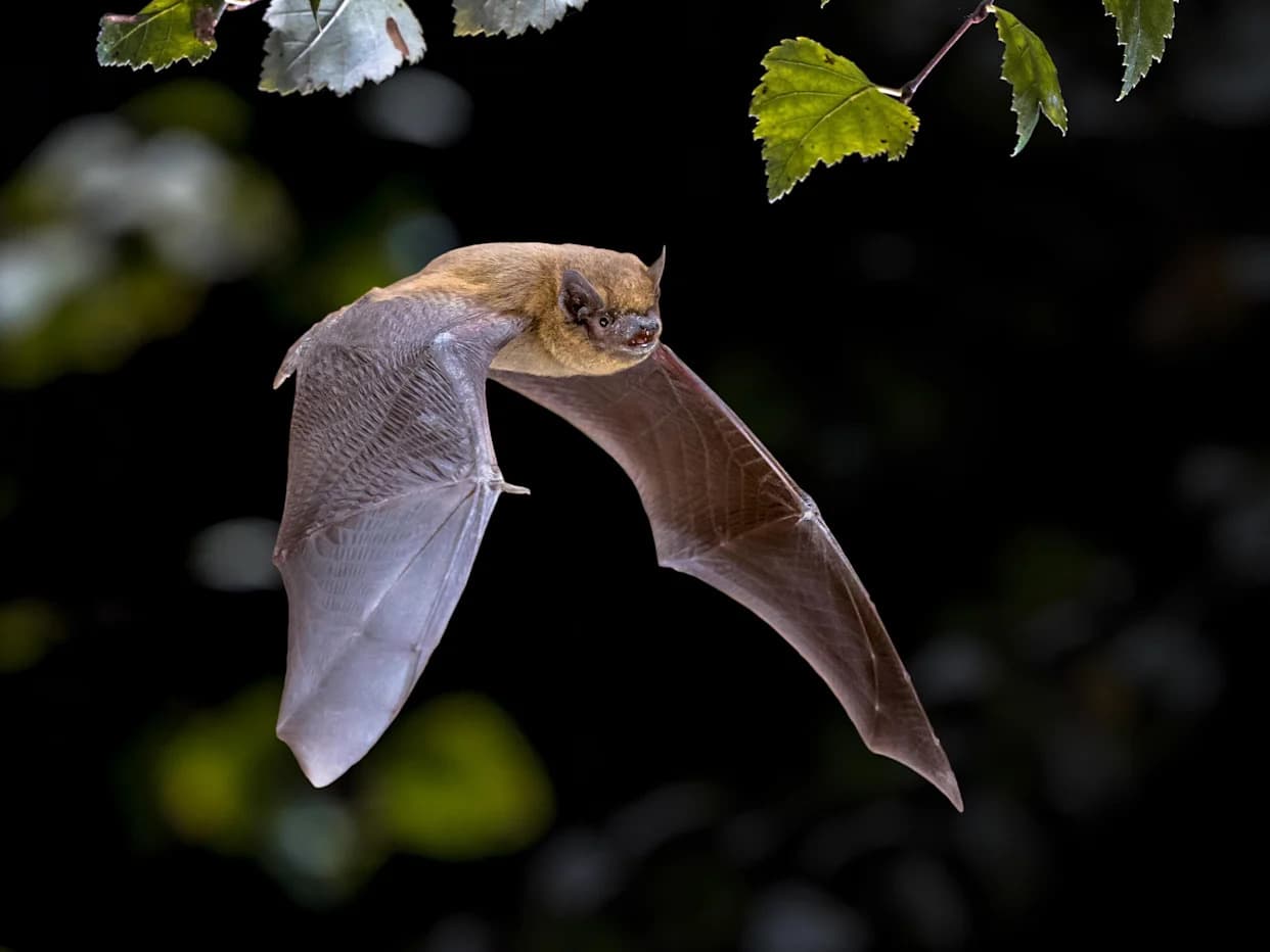 ‘Bat Accelerator’ Shows How Bats Use Motion-Induced Doppler Shifts to Navigate