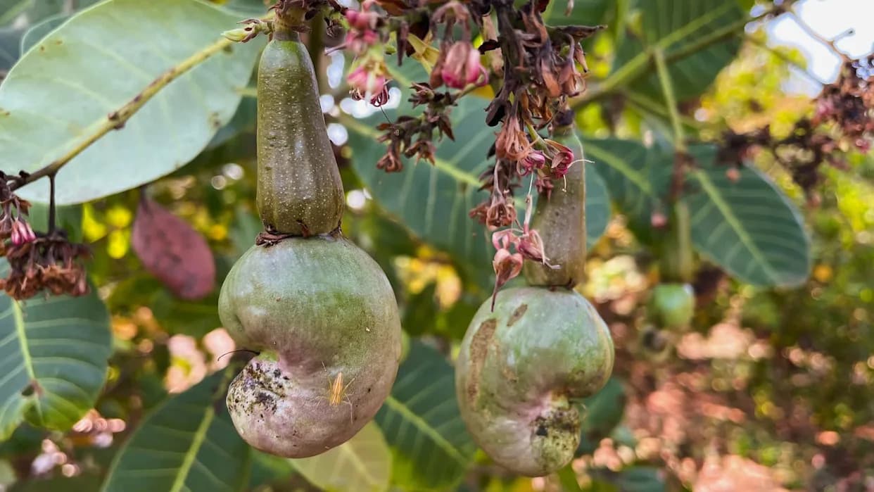 Cashew Yields Collapse in Mangaluru — Karnataka Now Imports 90% of Its Supply