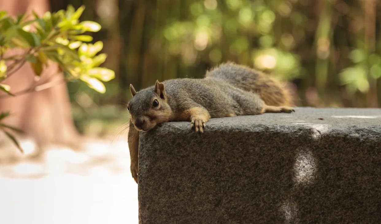 Why Squirrels Are 'Splooting' Across the U.S.: How Extreme Heat Forces Them to Splay Out