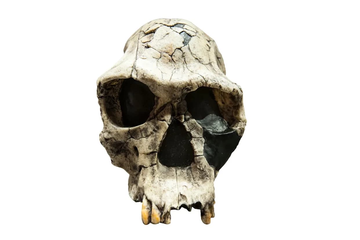 2.02–2.06 Million-Year-Old Homo habilis Skeleton May Be Oldest Known Member Of Our Genus