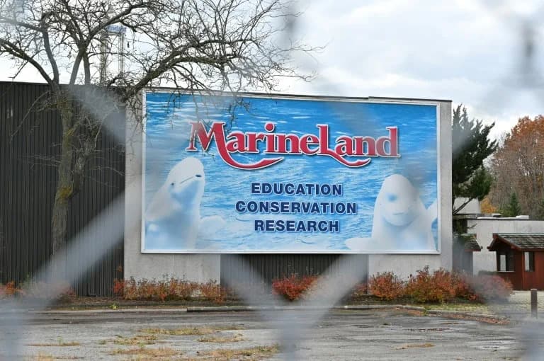 Marineland Seeks Canadian Approval To Export Belugas To U.S. After China Bid Blocked; Euthanasia Plan Reported