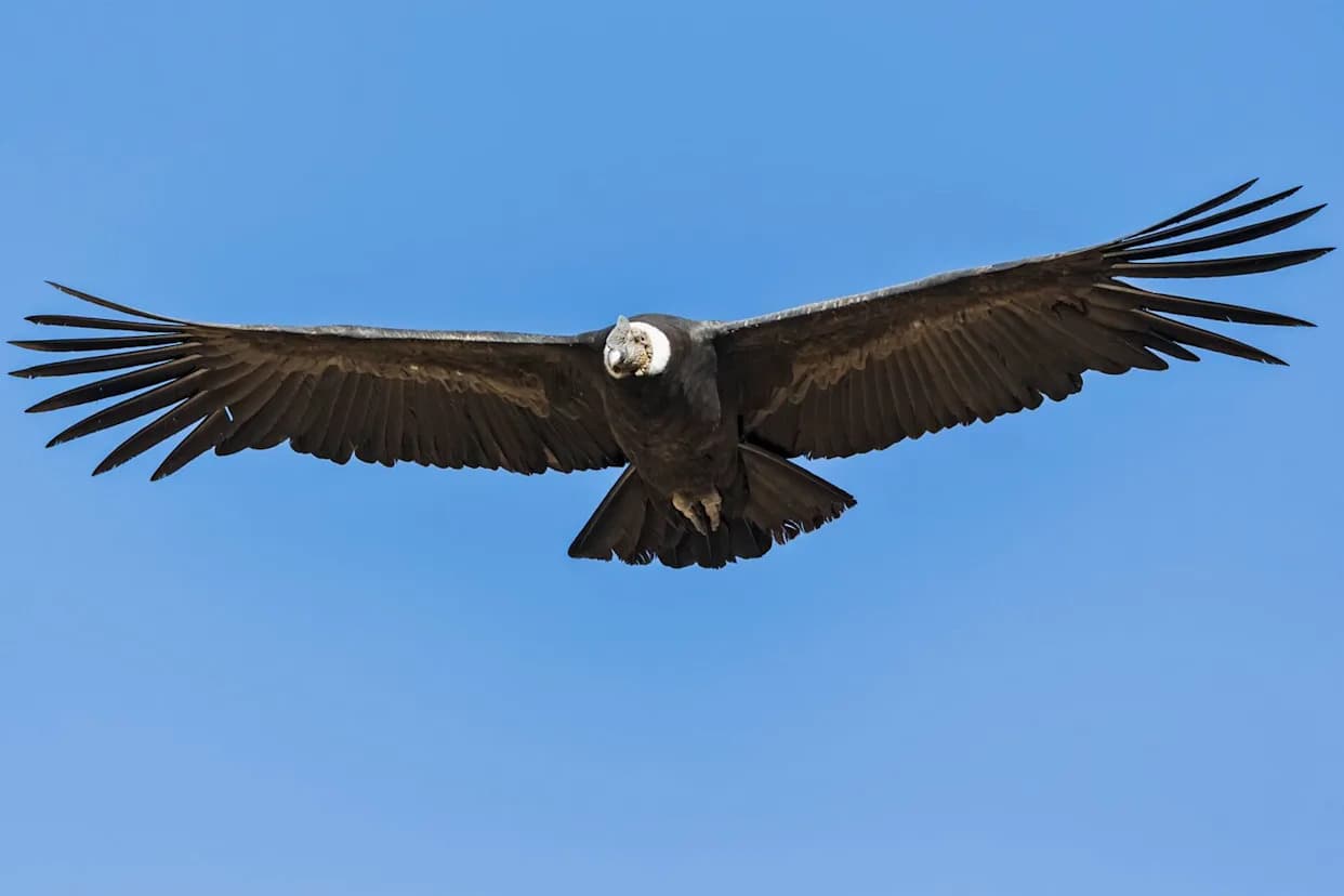 Three 10‑Foot Wingspan Andean Condors Released Into Chilean Patagonia to Boost Vulnerable Population