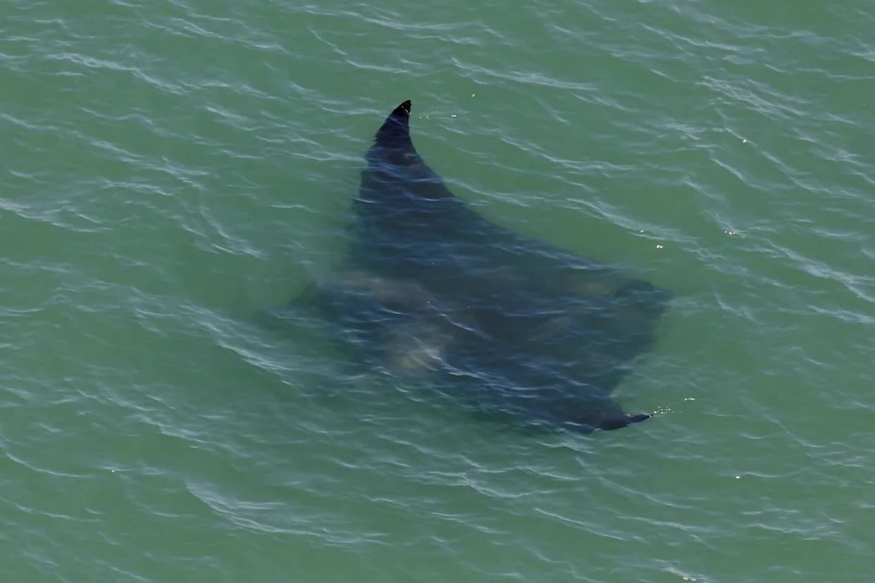 Study: Florida Manta Rays Create Mobile Ecosystems That Support Coastal Biodiversity