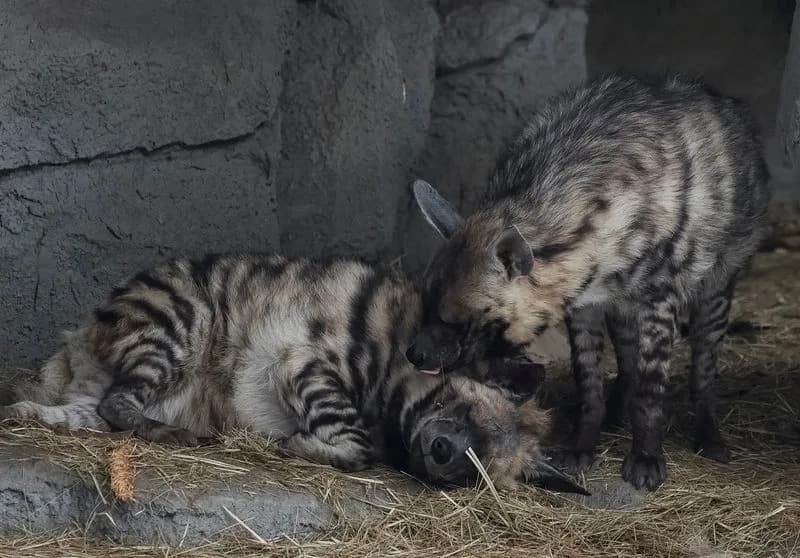 Kyiv Zoo Battles to Keep Animals Warm as Power Cuts Bite Amid Winter Attacks